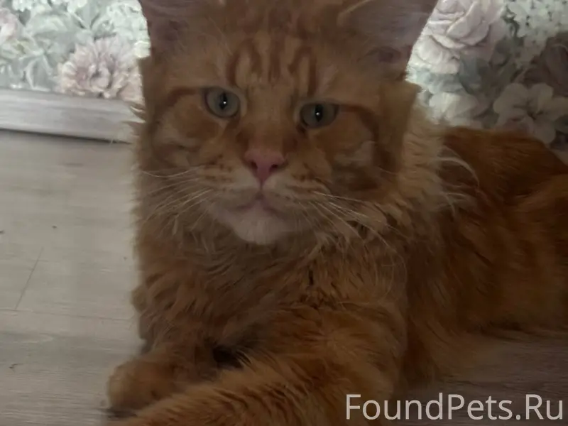 ПРОПАЛ КОТИК❗️ Добрые люди,у н...