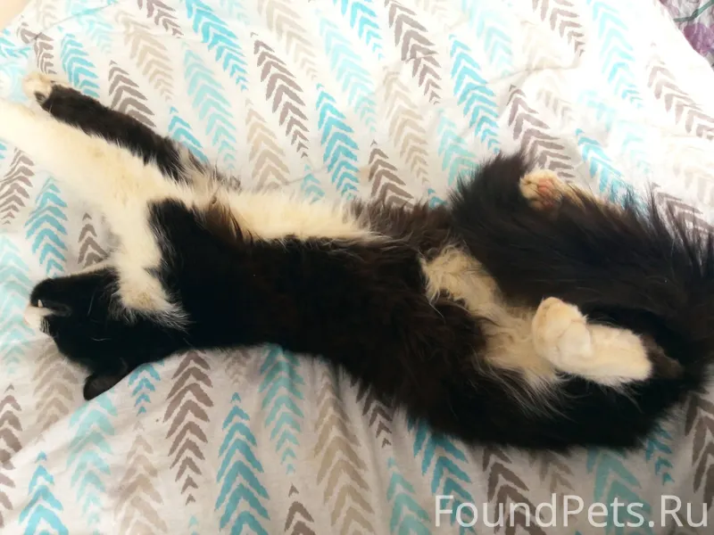 ❗️ПРОПАЛ КОТ❗️ Пропал кот в п....