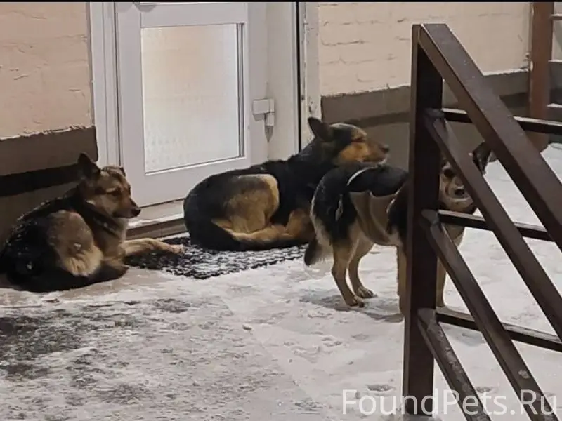 Тула. Может кто потерял? Одна ...