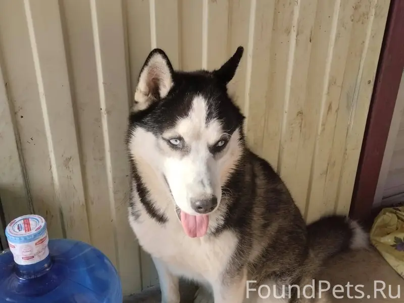 Пропала собака ,порода Хаски ,...