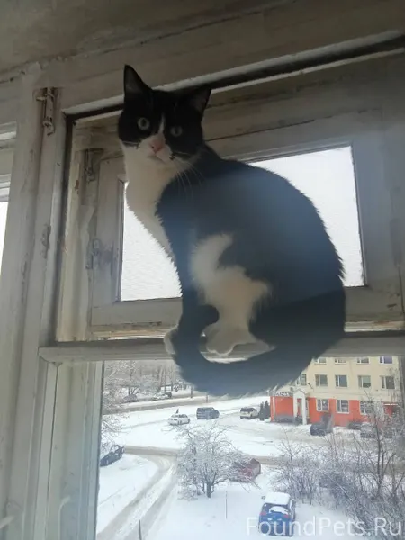 1 Кошка Соня примерно 4-5...