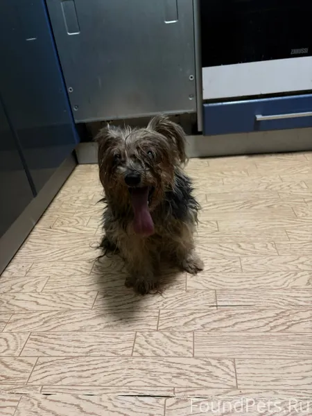 Найдена собака, в районе ветле...