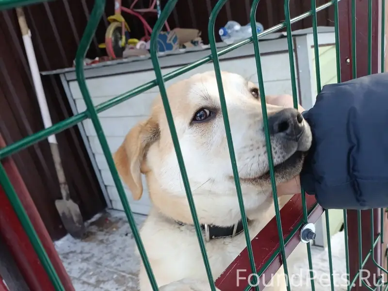 Потерялся щенок, по кличке Арч...