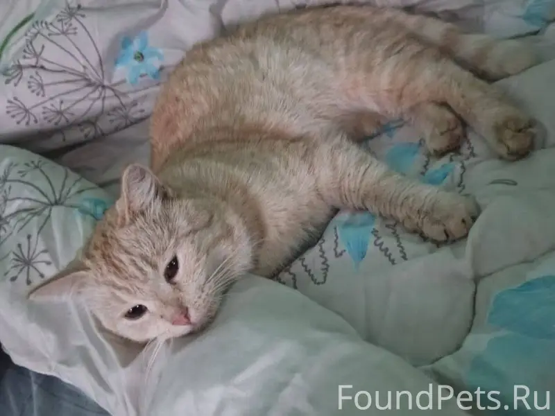 Пропал кот ,с 22 января 😔...