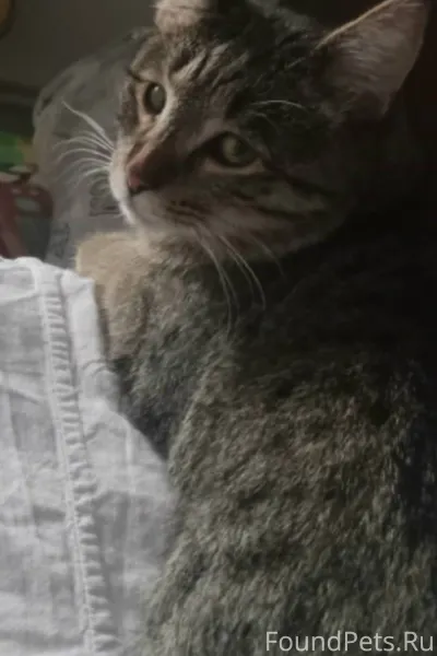 Пропал кот по кличке Шастик, п...