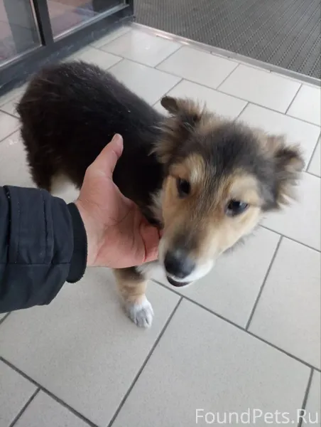 На Советской площади бегает ще...