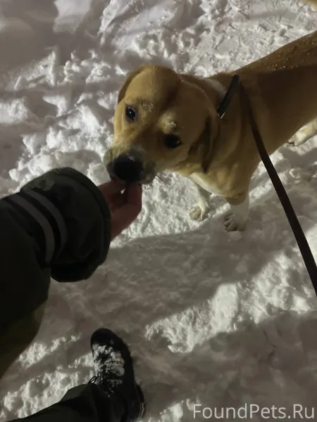 #Калуга Добрый вечер! Найдена ...