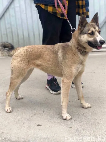 ВНИМАНИЕ Пропала собака по кли...