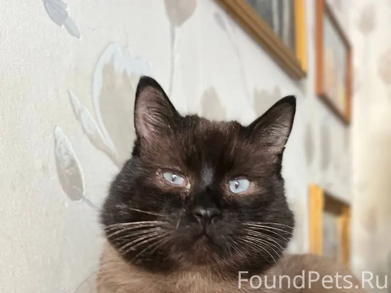 ПРОПАЛ СИАМСКИЙ КОТ! Взрослый,...