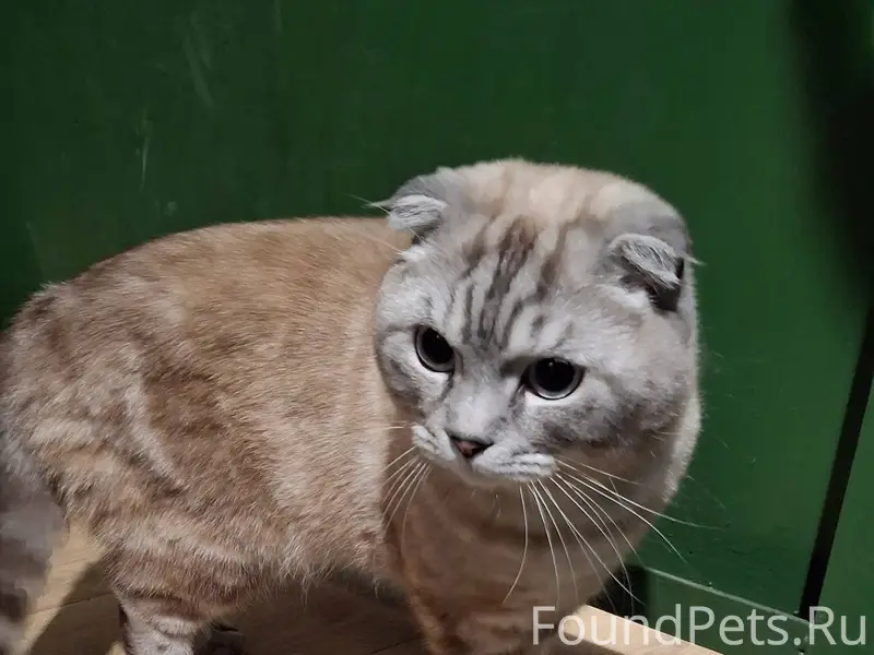 Найден кот в подъезде по адрес...