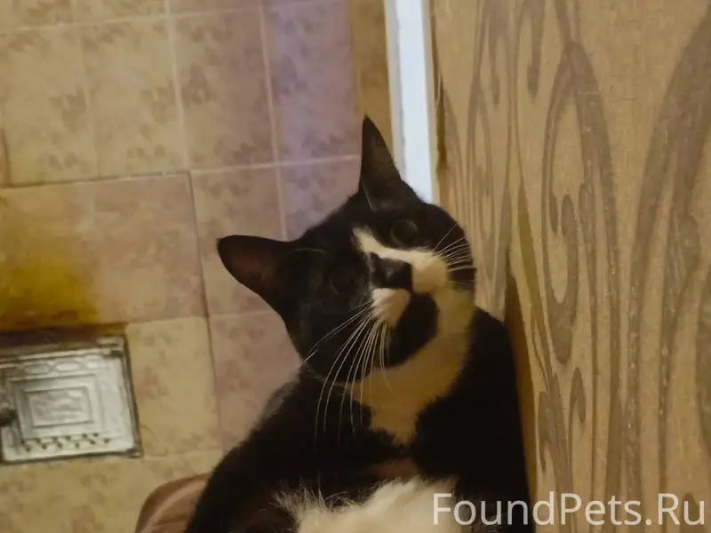 Пропал мой любимый ❤️ кот 😔ул....