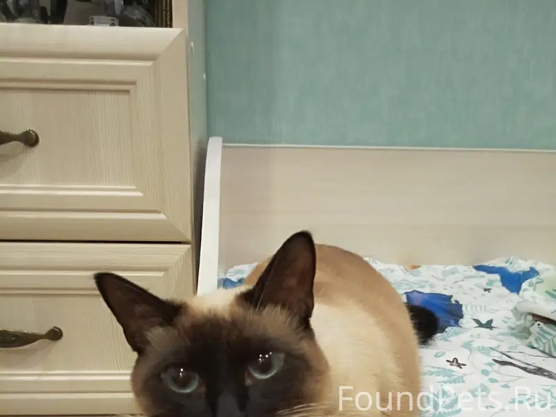 Добрый день, пропала кошка. Ра...