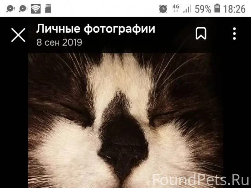 Пропал кот в районе Кинотеатра...