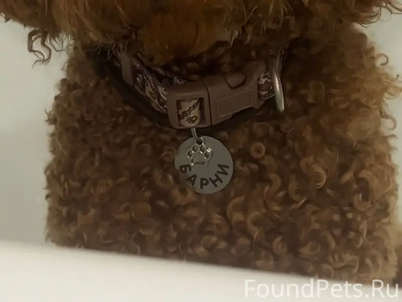 Пропала собака, 7 декабря в 8....