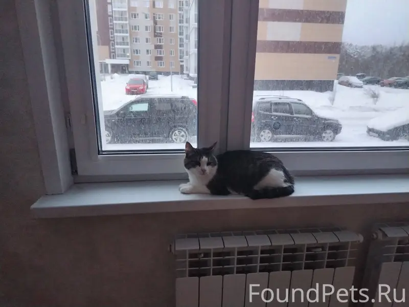 Пропала кошка на улице Октябрь...