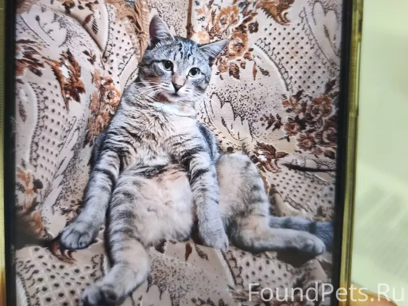 Пропал кот в районе улиц Калин...