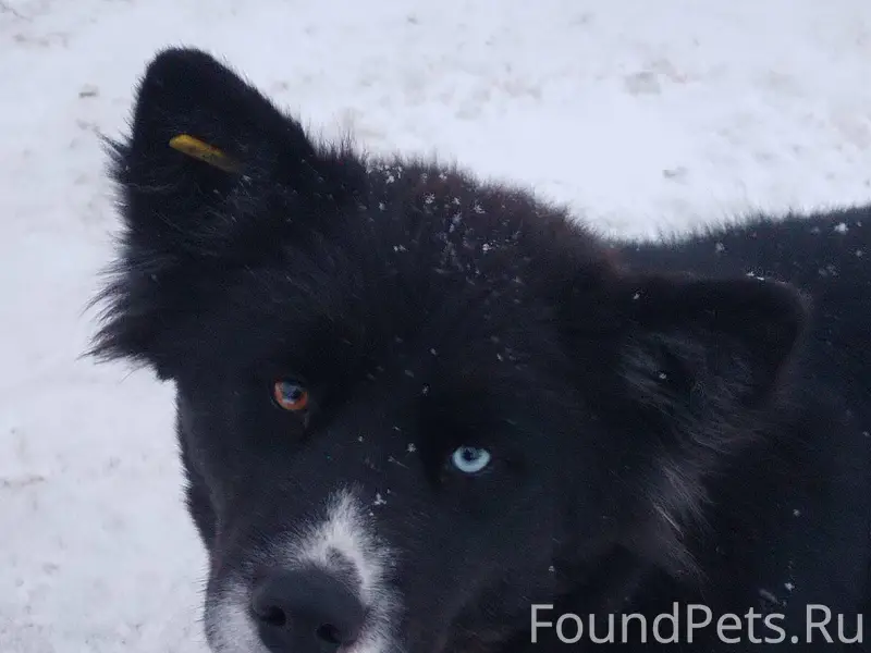 Потерялась собака хаски в райо...