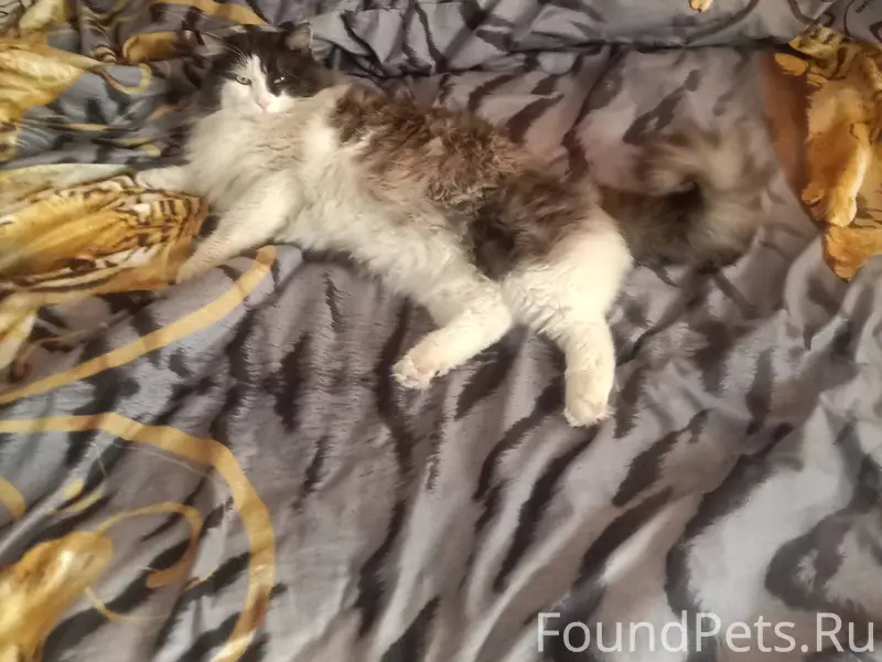 Пропал кот кто видел напишите ...