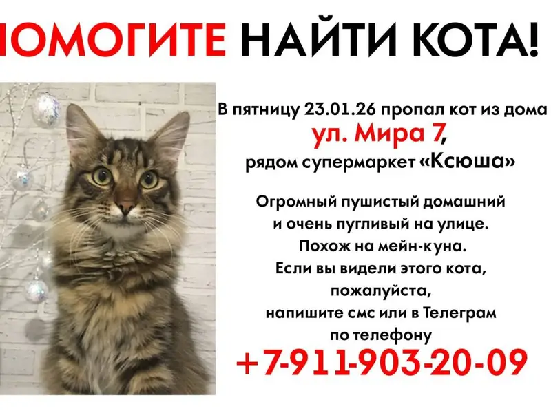 Пропал мой кот, Аршинцево, Дру...