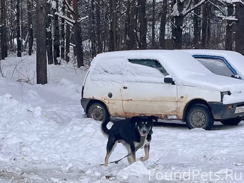 Потерялась или сбежала собака ...