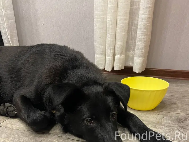 Мурманск, Росляково. Найденный...