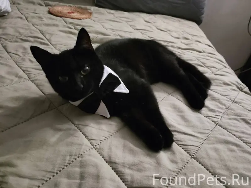 Найден молодой котенок, на вид...