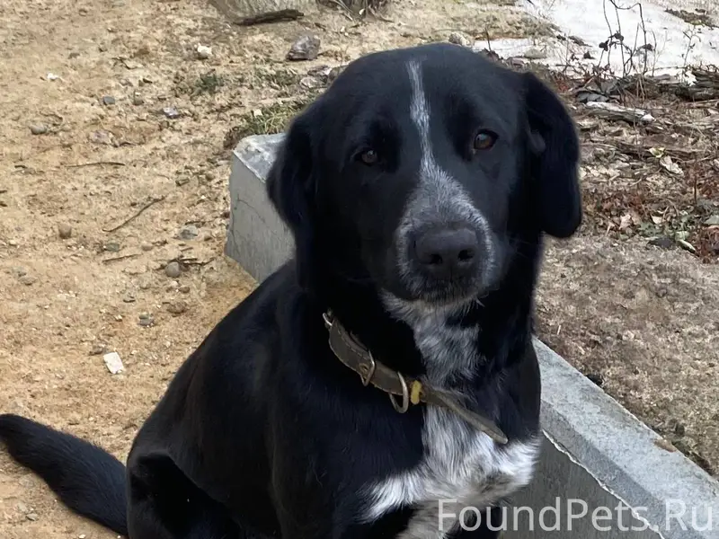 Потерялся пёс по кличке Дружок...