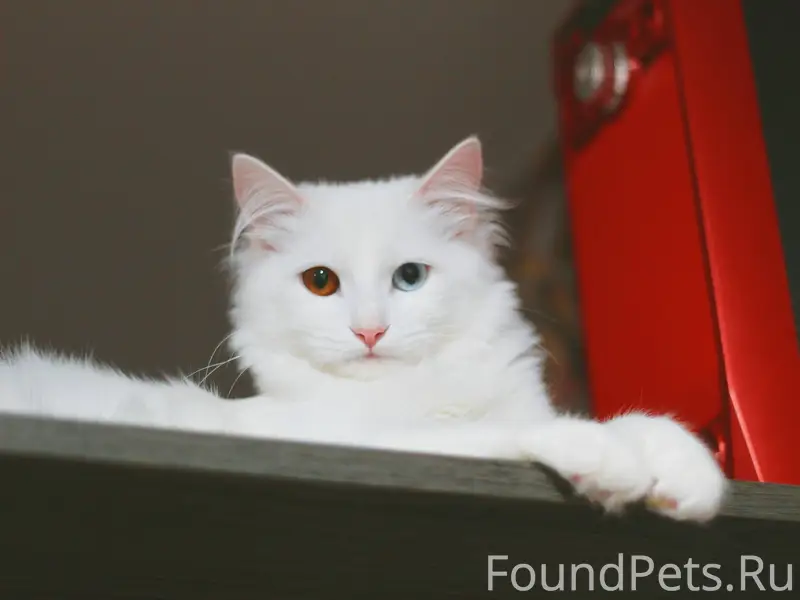 Пропал кот . Живет на Заволжск...