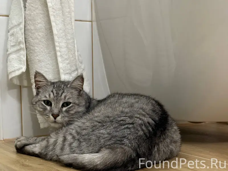 Пропала кошка на улице Виногра...