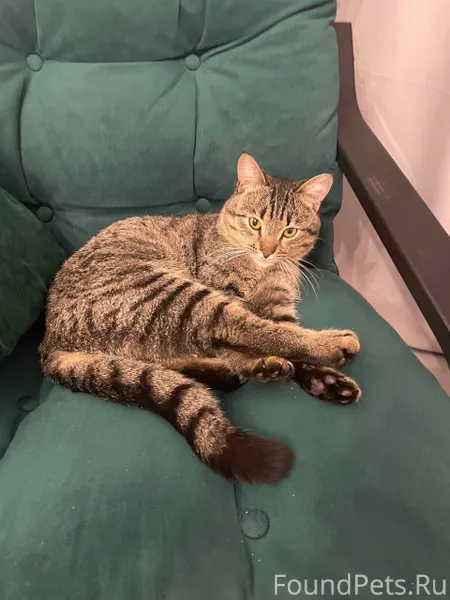 🆘Найден кот! Сидел у магазина ...