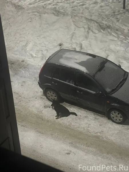 Найдены 2 собаки в деревне Кую...