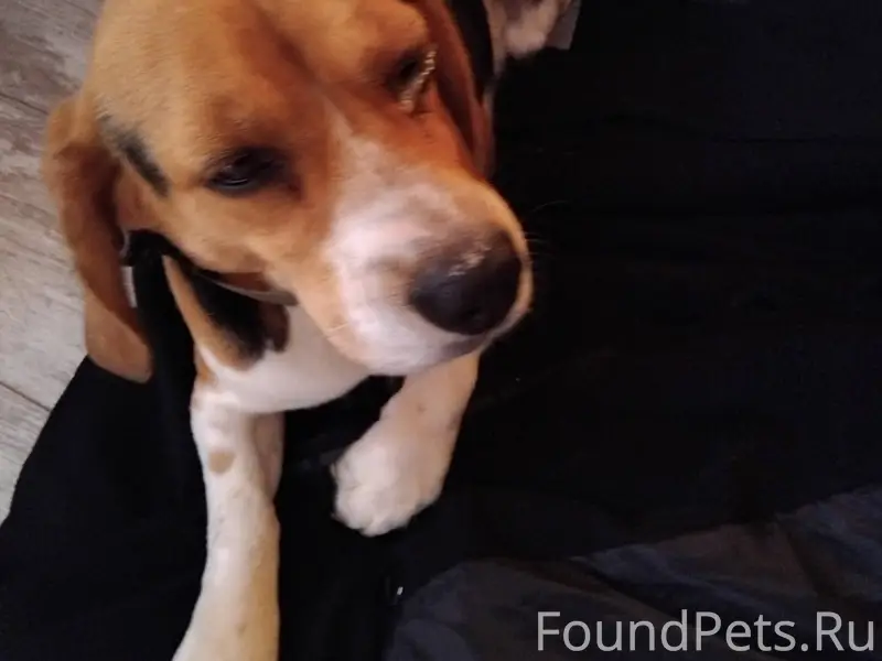 Пропала собака бигль на ул. За...