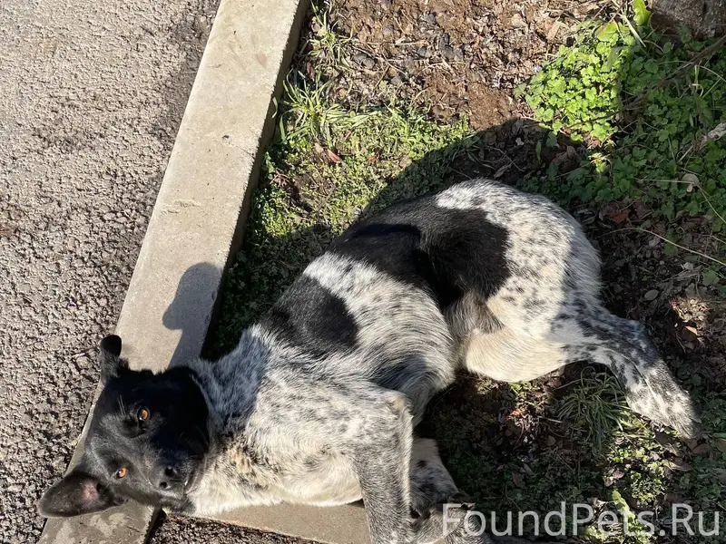 Найдена собака, мальчик. Очень...