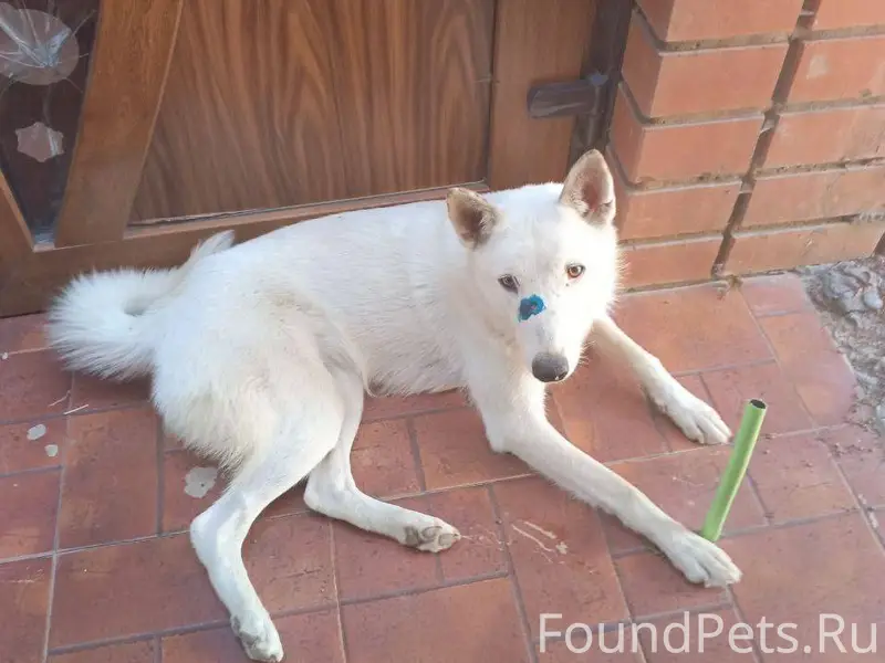 ПРОПАЛИ СОБАКИ!! ВОЗНАГРАЖДЕНИ...