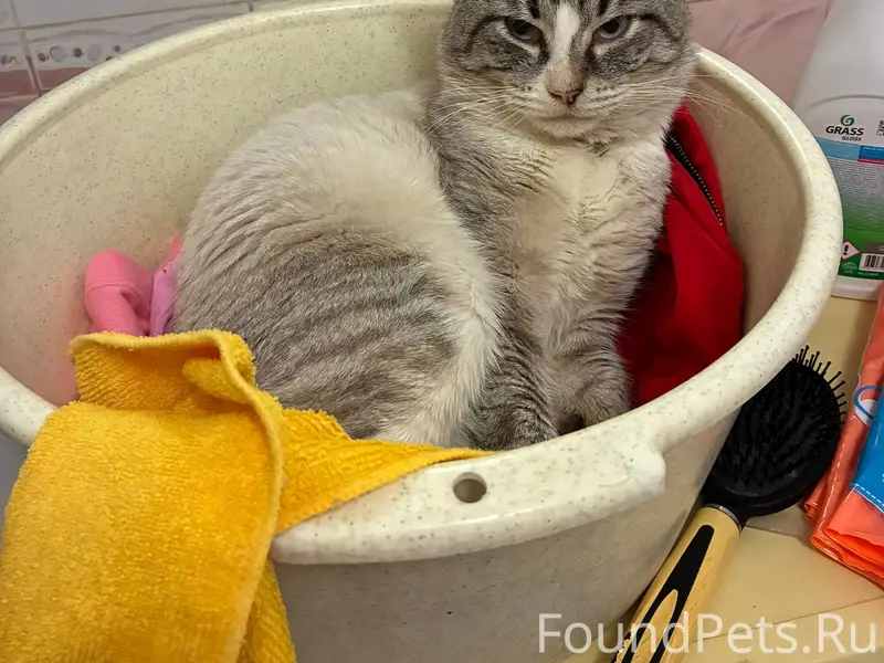 Пропал кот г.Богородицк Западн...