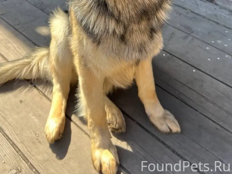 Пропал пес в районе грп, затон...