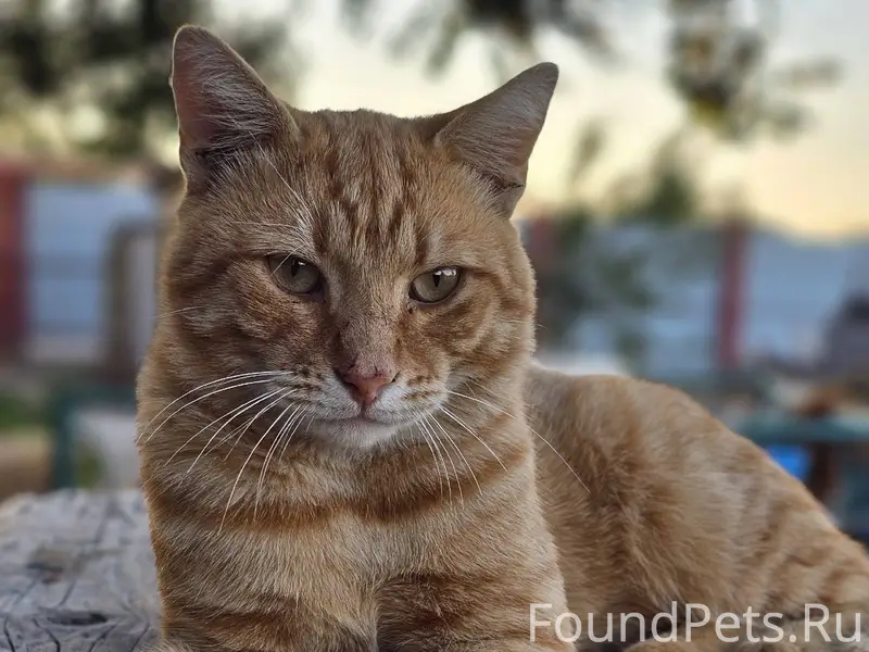Пропал кот с.Амурское "Махалля...