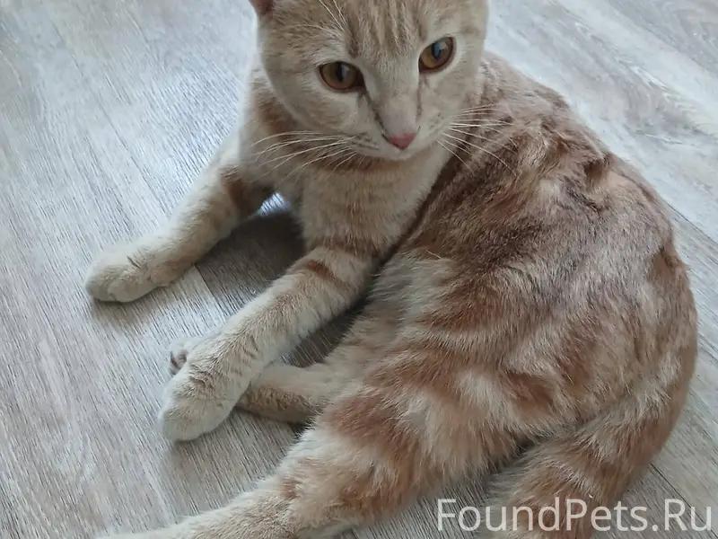 Найден котенок , мальчишка , в...