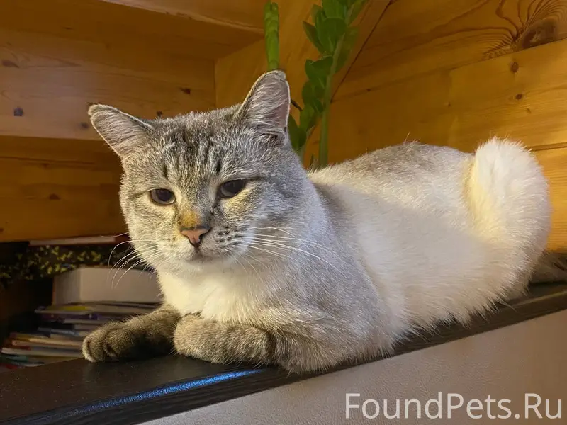 Пропал кот в п. Митинская 5...