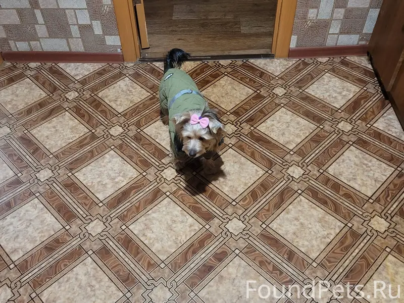 Пропала собака,йорик,девочка.з...