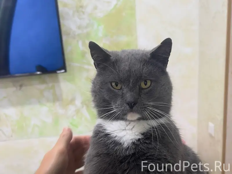 ПРОПАЛ ДОМАШНИЙ КОТ! Потерялся...