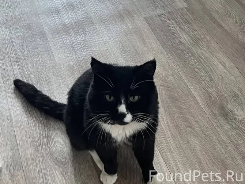 Добрый день! Пропал кот с 06.....