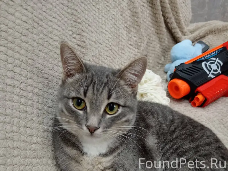 В Берёзовке пропал кот! Если в...