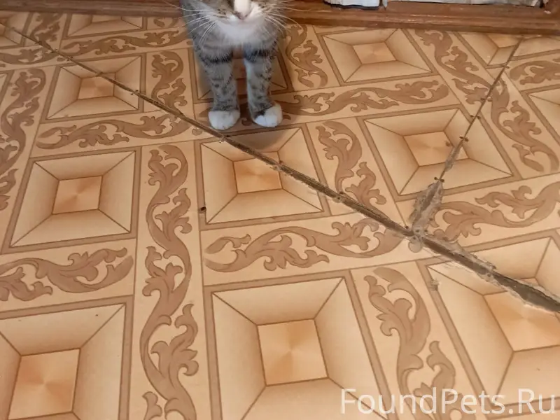 Пропала кошка в районе ПТУ 892...