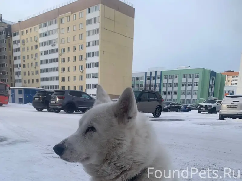 Найдена собака около западноси...