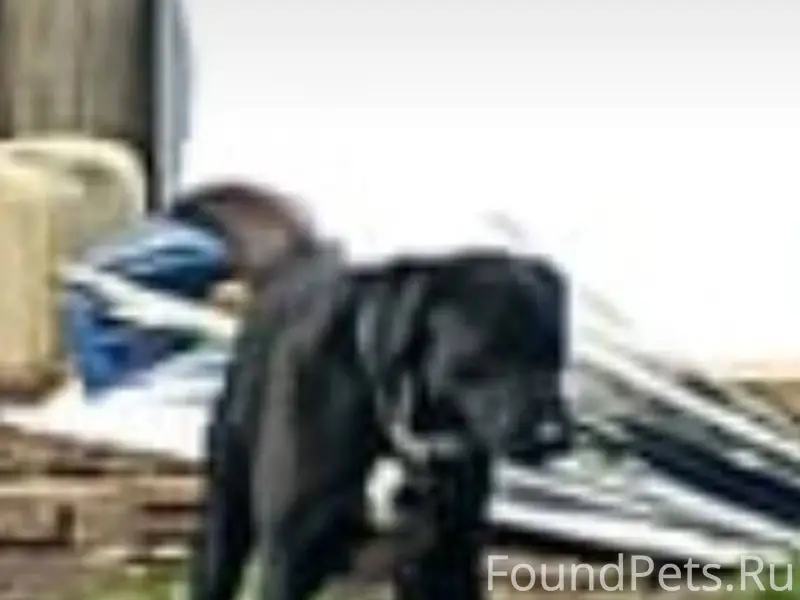 Пропала собака по кличке Дени,...