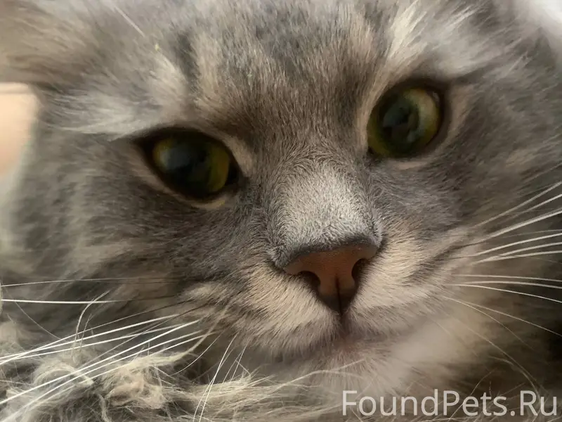 Пропал кот по кличке Тимофей, ...