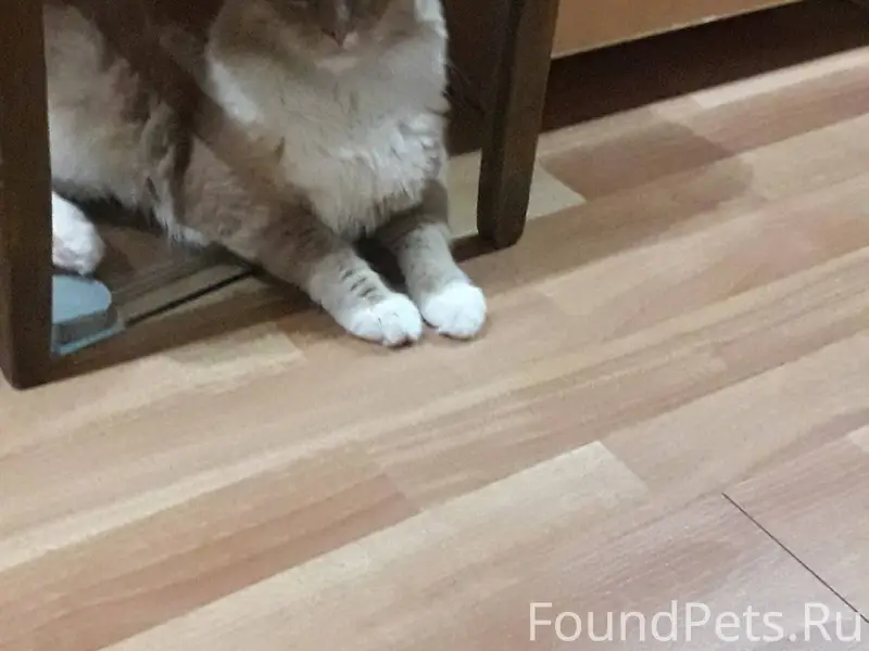 ❗ПРОПАЛ КОТ❗ Просим вас отклик...