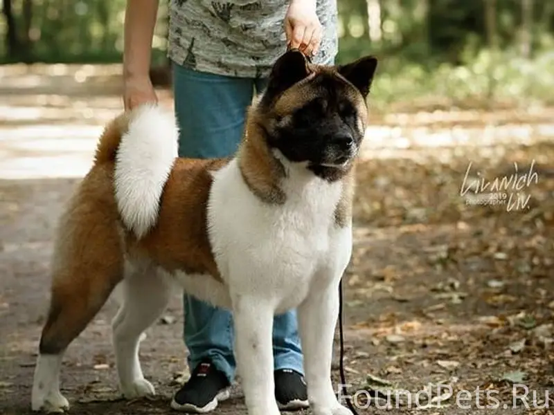 Здравствуйте, обращаюсь с боль...