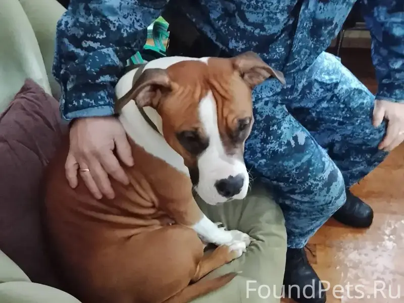 Найдена собака бегала в районе...